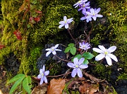 76 Composizione floreale naturale